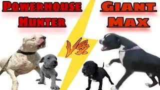 Junior hunter vs junior max | who will win ? 😮