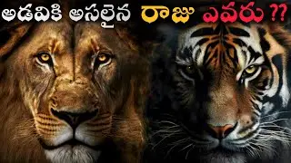 lion vs tiger (Fight comparison) in Telugu @THEINDIANWINGS