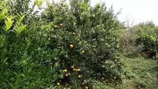 新會天馬陳皮老樹柑園
