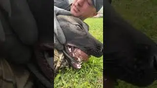 Working with a protection dog step by step