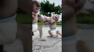 monkey baby fight।baby monkey cry video।baby monkey sad moment।#monkey_baby_fight।#shorts।GK Guruji
