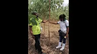Eucalyptus tree Types in Uganda & their importance by Zwei Jz International Ug  Ltd.