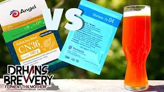 How Different Do Two Brewing Yeasts Make Your Beer Taste? Angel Yeast CN-36 Versus Safale S-04