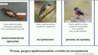 Птица, разред врабчоподобни, семейство петроикови мухоловка bird петроика мухоловки дроздове Time