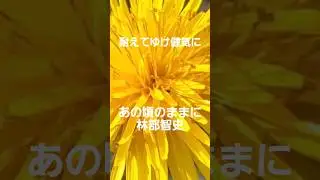 あの頃のままに(林部智史)耐えてゆけ健気に #music #song #shorts #林部智史 #shortvideo #short #flowers #love #osaka #japan