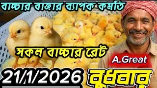 আজকে মুরগির বাচ্চার দাম কত? | ২১ জানুয়ারি ২০২৬ Poultry Market Live | Today 