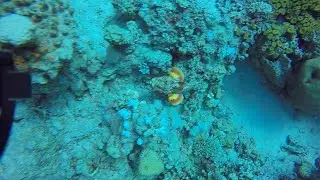 Jordan Aqaba Scuba Diving