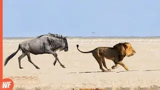 Lion Attacks Wildebeest and Quickly Regrets It