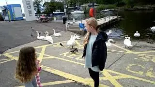 Hand Feeding Swans/Sixmile Water/UK Northern Ireland#birds