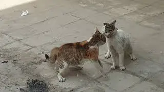 عركة بزازين