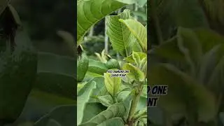 Red diamond one guava plant farming original varieties contact me 9635449080