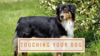 How To Pet A Dog And Rules For Touching Your Dog