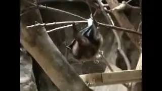 Slow motion.Orii flying fox to pee.高速度撮影。オリイオオコウモリのおしっこ。