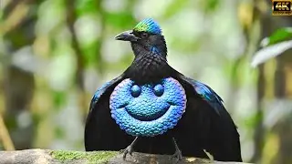 WILD BIRDS - TOP 27 Colorful, Strangest & Rarest Birds Of Indonesia Ep.11122
