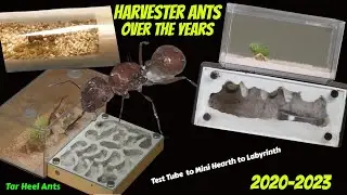 Harvester Ants over the Years. 2020-2023 Test tube to Labyrinth, Tar Heel Ants