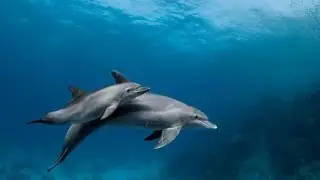Marsa Alam 100+ Dolphin