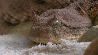 No Copyright Desert Horned Viper Snake | Stock Footage Video | Royalty Free