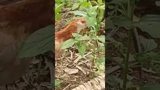 CHICKEN VS SNAKE/ CHICKEN AND SNAKE FIGHT/ BUHAY PROBINSYA