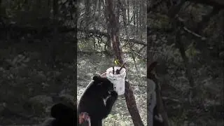 Bow Shot Fail on Black Bear 🏹❌ #chasse #bear #archery #asmrhunting