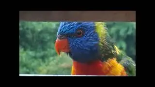 BROTHER  TERRY DONOVAN   TALK  S 👄  TO  THE  BIRDS  🐦  ABOUT  THE  WEATHER  IN SYDNEY  NSW 