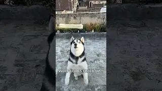 Power of husky #dog #husky #shorts
