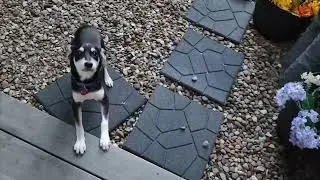 When my old dog had enough of my Foster's energy.... ( Azaria - our 18th foster puppy 🐶 &hearts;️)
