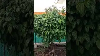 This betel leaf wine from my garden has climbed on another tree so it is not looking like wine