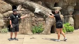 Reggie the Sulfur Crested Cockatoo flies back and forth between bird trainers @cincinnatizoo