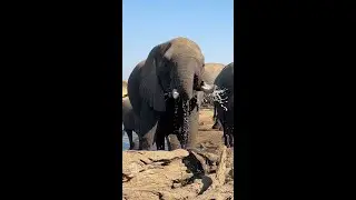 Elephant is a messy drinker at Hwange National Park, Zimbabwe