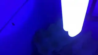 Moth trapping 10 July 2021