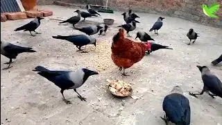 Flock of Crows Sound Effect | Birds Sounds | Crows Planet 