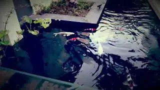 Kolam koi modern