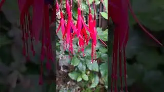 Fuchsia magellanica #fuchsia #shorts