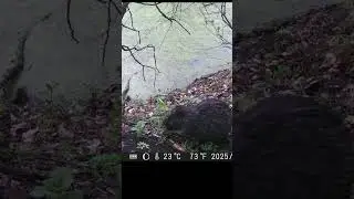 Бобры Фотоловушка в лесу / Beavers Camera trap in the forest