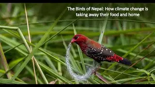 The Birds of Nepal: How climate change is taking away their food and home