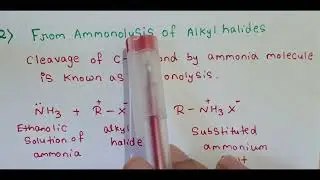 Amines Chapter 13 Chemistry | NCERT Based | Exam Special