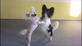 DOG TRICKS