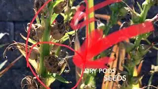 How to get seeds from a Cardinal Flower-Lobelia Cardinalis