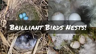 Bird Nesting Walk - Chiffchaffs | Dunnocks | Blue Tits | Wrens