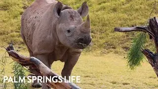 Rhino Savanna Habitat Opens at The Living Desert Zoo and Gardens | PALM SPRINGS LIFE
