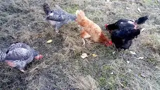 Herding chickens in the morning and afternoon ( 171 )