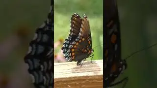 Pretty Butterfly