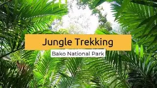 Jungle Trekking - Lintang Trail Bako National Park