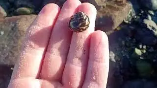 Exploring cape recife tide pools