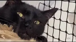 SBT REPÓRTER - MAUS TRATOS AOS ANIMAIS