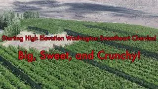 Starting High Elevation Washington Sweetheart Cherries! Big, Sweet, and Crunchy!