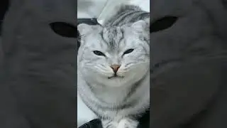 #funnyanimalvideo #funnyanimalmoments #funnyanimalsvideo