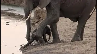 Newborn Elephant Struggles to Stand &ndash; Scream Rumble Sound &ndash; Wild Animal Sounds