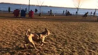 Jack the Pug Russell winning on Family Day at Toronto's waterfront