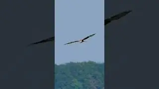 Eagle in forest #animals #wildlife #forest #eagle #please_subscribe